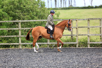 Class 31 - Part Bred, Pure Bred or Anglo Arab