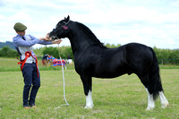 In Hand Classes & Championships