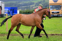 Llanedi Show - Horse Classes - 12.08.23