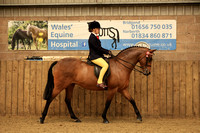 Class 13 - The BSPS (RIHS)  Ridden Anglo and Part Bred <148cm
