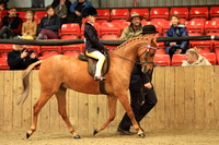 Class 22 - The BSPS (RIHS) Show Pony Lead Rein <122cm