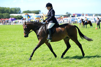 Class 18 - Part Bred or Anglo Arab Stallion, Mare or Gelding, 4 yrs and over